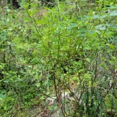 Solanum chenopodioides at Monga, NSW - 9 Jan 2022