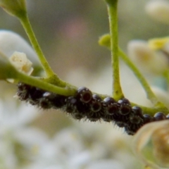Unidentified Insect (TBC) at Bicentennial Park Queanbeyan - 8 Jan 2022 by Paul4K