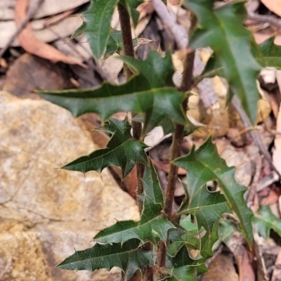 Podolobium ilicifolium (prickly shaggy-pea) at Monga, NSW - 9 Jan 2022 by trevorpreston