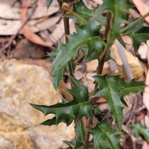 Podolobium ilicifolium at Monga, NSW - 9 Jan 2022