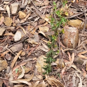 Podolobium ilicifolium at Monga, NSW - 9 Jan 2022