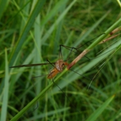 Leptotarsus (Macromastix) costalis (Common Brown Crane Fly) at Queanbeyan West, NSW - 9 Jan 2022 by Paul4K