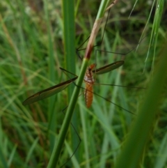 Leptotarsus (Macromastix) costalis at Queanbeyan West, NSW - 9 Jan 2022 08:48 AM