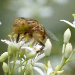 Eristalinus punctulatus (Golden Native Drone Fly) at Bicentennial Park - 8 Jan 2022 by Paul4K