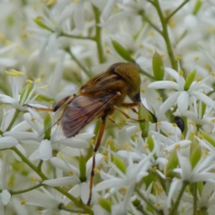 Eristalinus punctulatus at Queanbeyan West, NSW - 9 Jan 2022