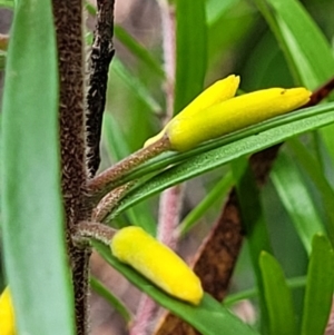 Persoonia chamaepeuce at Monga, NSW - 9 Jan 2022