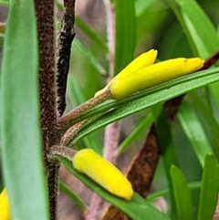 Persoonia chamaepeuce (Dwarf Geebung) at Monga, NSW - 9 Jan 2022 by tpreston