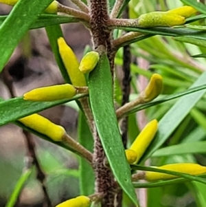 Persoonia chamaepeuce at Monga, NSW - 9 Jan 2022