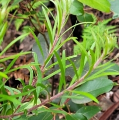 Persoonia chamaepeuce at Monga, NSW - 9 Jan 2022