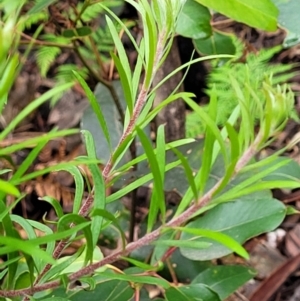 Persoonia chamaepeuce at Monga, NSW - 9 Jan 2022