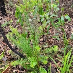 Persoonia chamaepeuce at Monga, NSW - 9 Jan 2022