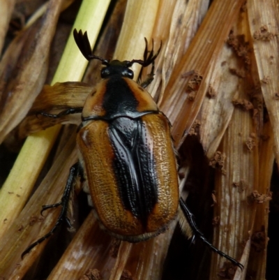 Chondropyga dorsalis (Cowboy beetle) at Queanbeyan, NSW - 8 Jan 2022 by Paul4K