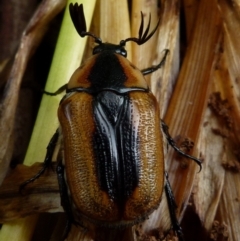 Chondropyga dorsalis at Queanbeyan, NSW - 9 Jan 2022