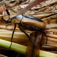 Chondropyga dorsalis at Queanbeyan, NSW - 9 Jan 2022