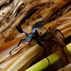 Chondropyga dorsalis at Queanbeyan, NSW - 9 Jan 2022