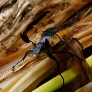 Chondropyga dorsalis at Queanbeyan, NSW - 9 Jan 2022 10:31 AM