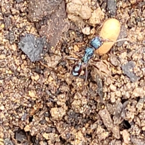 Rhytidoponera sp. (genus) at Monga, NSW - 9 Jan 2022