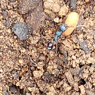 Rhytidoponera sp. (genus) (Rhytidoponera ant) at QPRC LGA - 9 Jan 2022 by tpreston