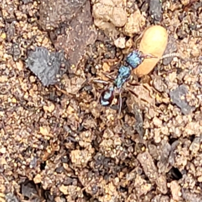 Rhytidoponera sp. (genus) (Rhytidoponera ant) at Monga, NSW - 9 Jan 2022 by trevorpreston