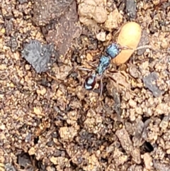 Rhytidoponera sp. (genus) (Rhytidoponera ant) at Monga National Park - 9 Jan 2022 by trevorpreston