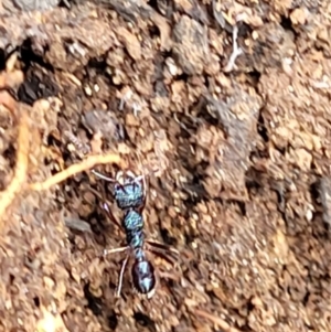 Rhytidoponera sp. (genus) at Monga, NSW - 9 Jan 2022