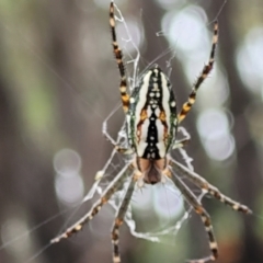 Plebs bradleyi (Enamelled spider) at Monga, NSW - 9 Jan 2022 by tpreston