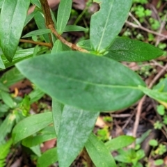Pimelea ligustrina subsp. ligustrina at Monga, NSW - 9 Jan 2022