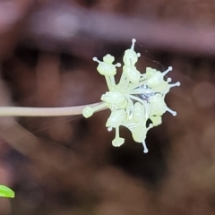 Hydrocotyle geraniifolia (Forest Pennywort) at Monga, NSW - 9 Jan 2022 by trevorpreston