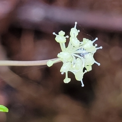 Hydrocotyle geraniifolia (Forest Pennywort) at Monga, NSW - 9 Jan 2022 by trevorpreston