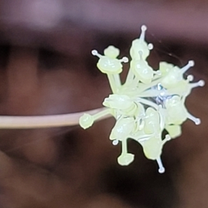 Hydrocotyle geraniifolia at Monga, NSW - 9 Jan 2022