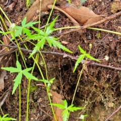 Hydrocotyle geraniifolia at Monga, NSW - 9 Jan 2022