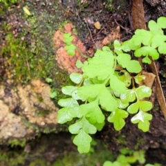 Unverified Fern or Clubmoss at Monga, NSW - 9 Jan 2022 by trevorpreston
