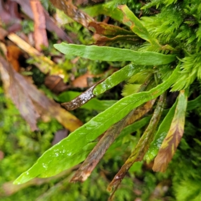 Grammitis billardierei (Finger Fern) at Mongarlowe River - 9 Jan 2022 by tpreston