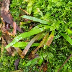 Notogrammitis billardierei at Monga, NSW - 9 Jan 2022