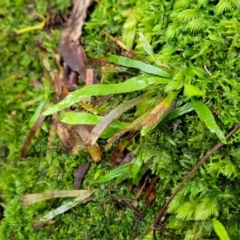 Notogrammitis billardierei at Monga, NSW - 9 Jan 2022