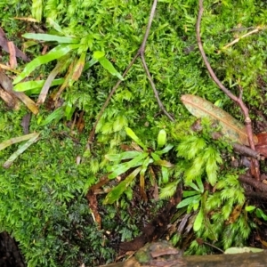 Notogrammitis billardierei at Monga, NSW - 9 Jan 2022