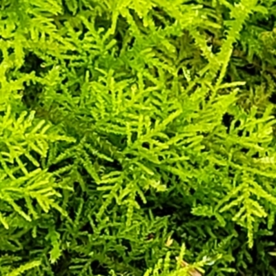 Unidentified Moss / Liverwort / Hornwort at QPRC LGA - 9 Jan 2022 by tpreston