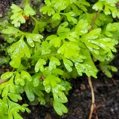 Unverified Fern or Clubmoss at Monga, NSW - 9 Jan 2022 by trevorpreston