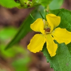 Goodenia ovata (Hop Goodenia) at Monga, NSW - 9 Jan 2022 by tpreston