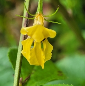 Goodenia ovata at Monga, NSW - 9 Jan 2022