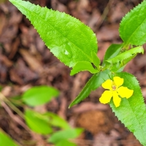 Goodenia ovata at Monga, NSW - 9 Jan 2022