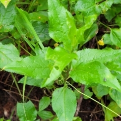 Goodenia ovata at Monga, NSW - 9 Jan 2022