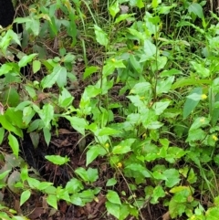 Goodenia ovata at Monga, NSW - 9 Jan 2022