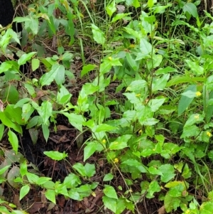 Goodenia ovata at Monga, NSW - 9 Jan 2022