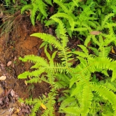 Sticherus lobatus (Spreading Fan Fern) at Mongarlowe River - 9 Jan 2022 by tpreston