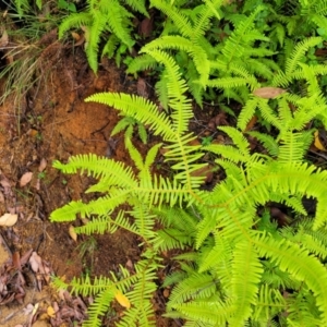 Sticherus lobatus at Monga, NSW - 9 Jan 2022