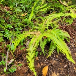 Sticherus lobatus at Monga, NSW - 9 Jan 2022