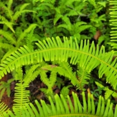 Sticherus lobatus at Monga, NSW - suppressed