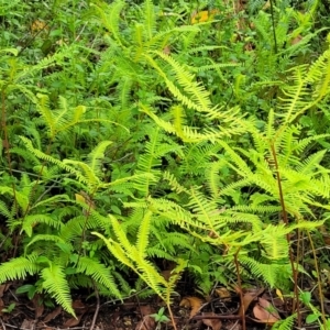 Sticherus lobatus at Monga, NSW - 9 Jan 2022