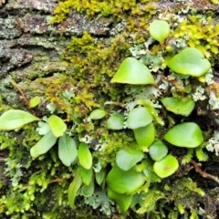 Pyrrosia rupestris (Rock Felt Fern) at Monga, NSW - 9 Jan 2022 by trevorpreston